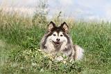 CHIEN FINNOIS DE LAPONIE 061